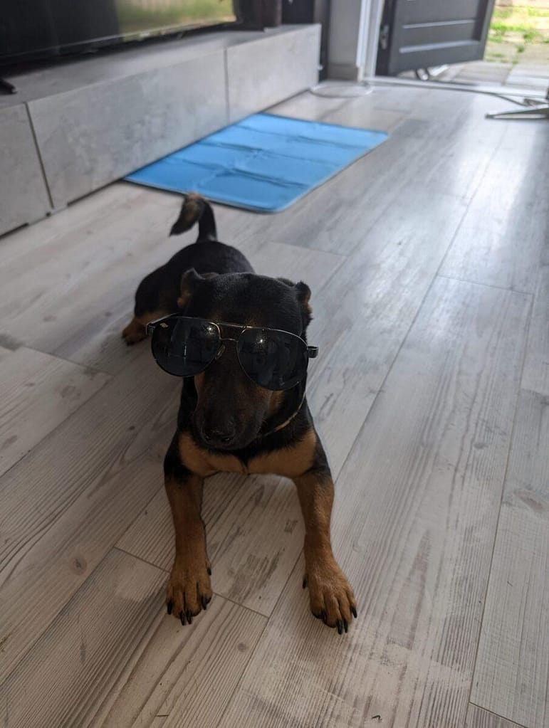 Mały czarny podpalany pies o imieniu Laki, leżący na jasnej podłodze w okularach przeciwsłonecznych typu aviator.